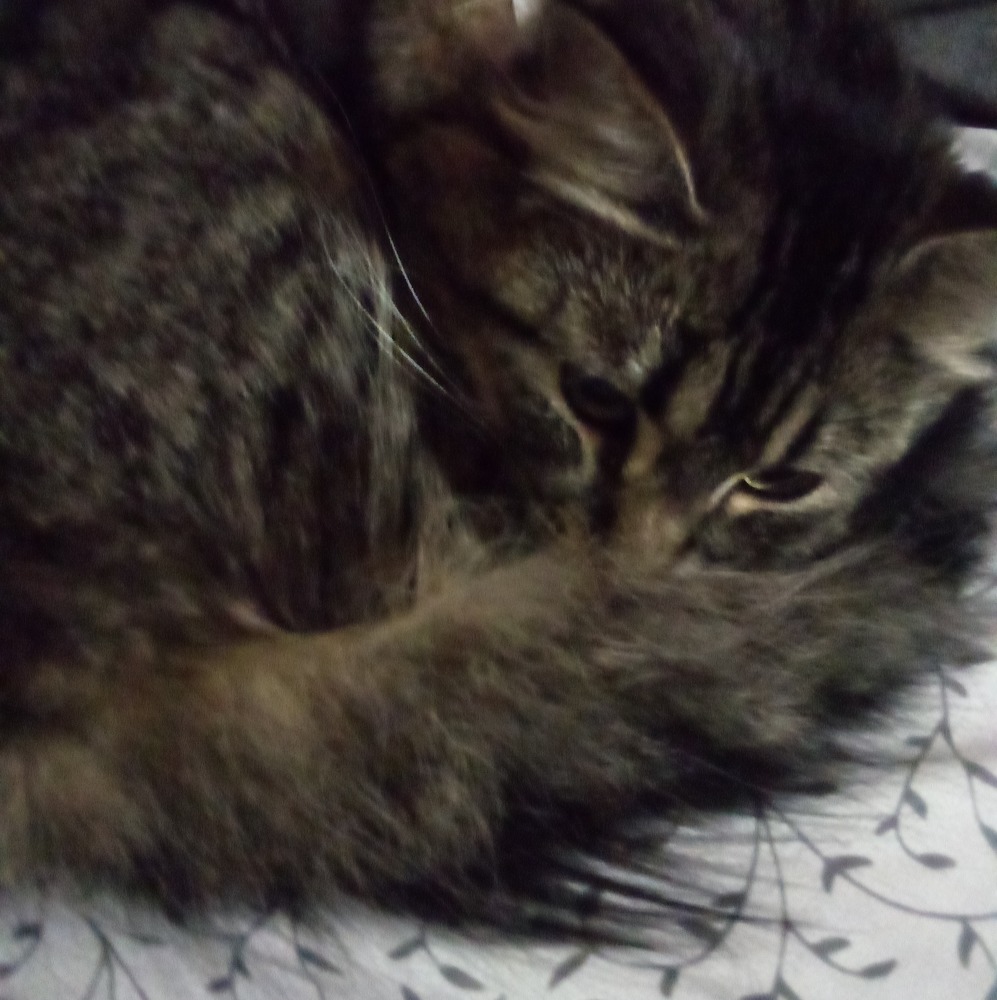 Meet your Posher, Jessie